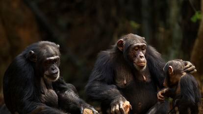 Chimpanzees can understand the situation of other individuals in distress and provide the necessary help.