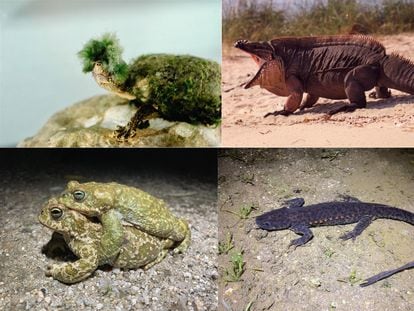 longevity of turtles and iguanas