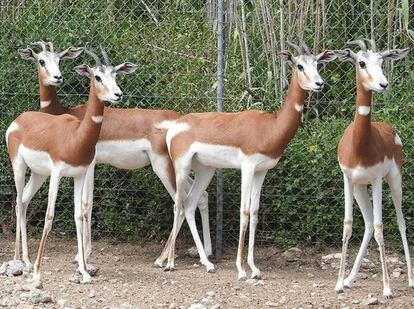 Dama gazelles in Almería 50 years after the rescue operation.