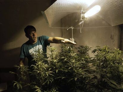 A marijuana home-grower in Montevideo.