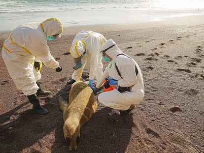Three researchers inspect the carcass of a sea lion in Paracas National Reserve, on January 25.