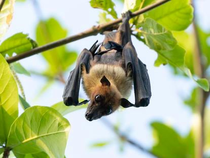 Scientists discover why bats hardly ever get cancer