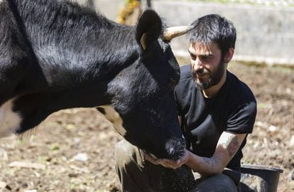 Mario Santiago, founder of the Vacaloura de Compostela animal sanctuary with a recently rescued cow.