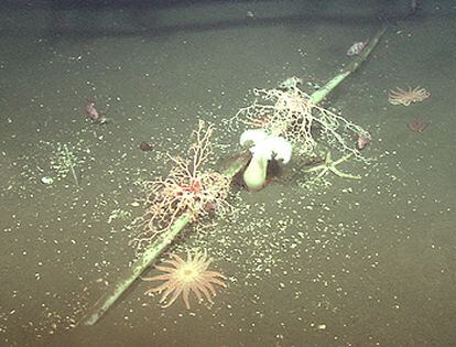 An image from the Monterey Bay Aquarium Research Institute in California shows marine fauna colonizing a thin underwater fiber cable in Half Moon Bay (northern California).