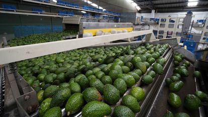 The production of avocados in the Mexican state of Michoacán grew 3% in 2021, despite the climate problems and deforestation caused.
