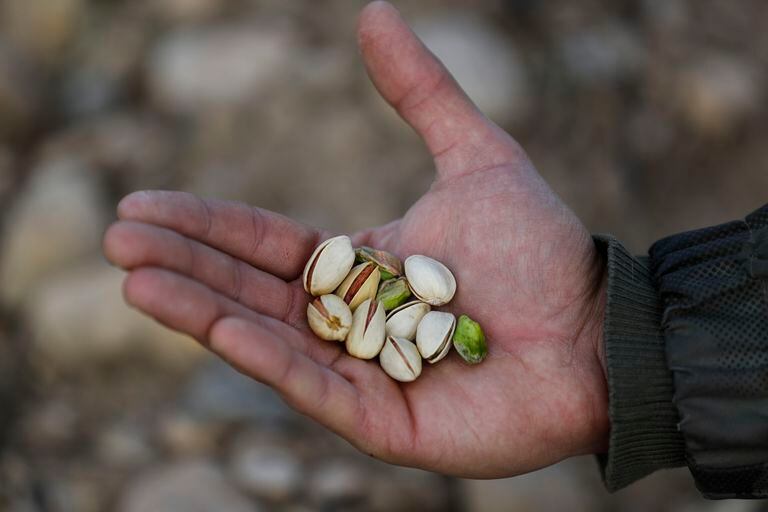 Farming In Spain Are Pistachios The New Green Gold In Spain Economy And Business El Pais In English