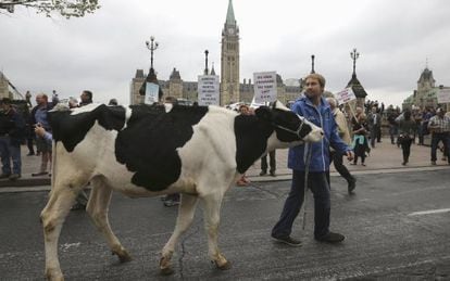 Protests in Canada over the TPP’s potential impact on the dairy industry.