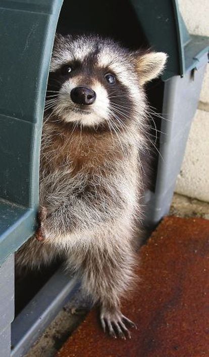 A raccoon in an animal recovery center in Soto de Viñuelas.