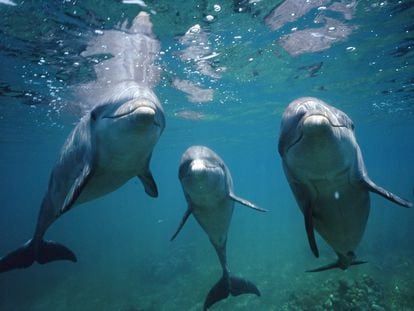 Bottlenose dolphins could use their seventh sense to orient themselves by following the Earth’s magnetic field.