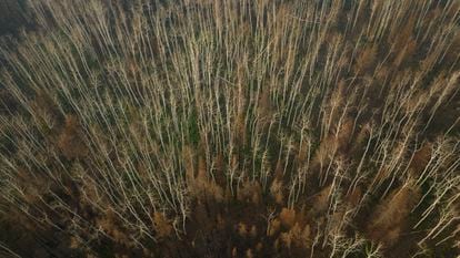 Canada's Boreal Forests Badly Damaged by Logging - The New York Times