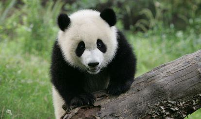 The discovery offers evidence that today&#039;s giant pandas may have originated in Europe rather than Asia.