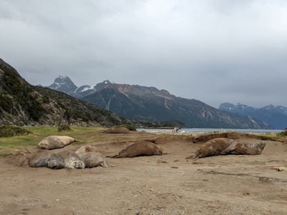 A group of elephant seals in Tierra del Fuego, Chile.