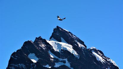 A condor flies in front of a peak in the Ecuadorian Andes.