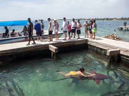 Tourist attraction in Santa Cruz del Islote where visitors can swim with a shark.