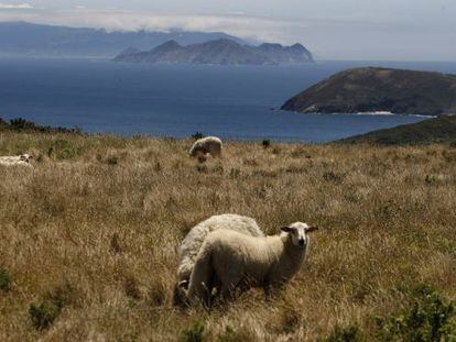 Sheep grazing on Ons, part of the Atlantic Isles National Park.