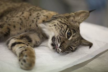 A lynx is sedated so that a collar can be fitted.