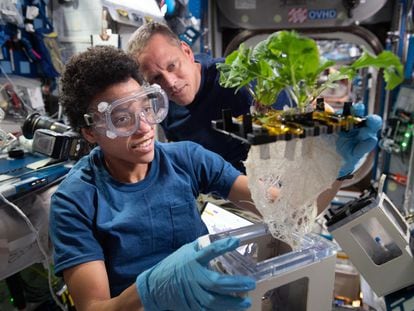 NASA astronauts Jessica Watkins and Bob Hines work on space botany research to test methods for growing plants without soil. Photo taken on June 24, 2022.