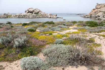 Mediterranean coast of the Lavezzi Islands, Corsica.