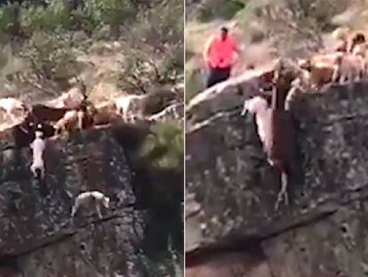 The video showing 12 dogs and a deer falling of a cliff in Cáceres.