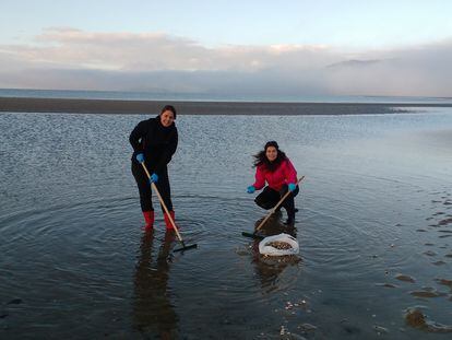 Biologists Seila Díaz and Alicia L. Bruzos, on a cockle harvesting day in the Noia estuary (A Coruña, Spain), in 2019.