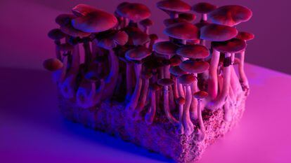 Psychoactive psylocibin mushrooms cultivated for medical use.