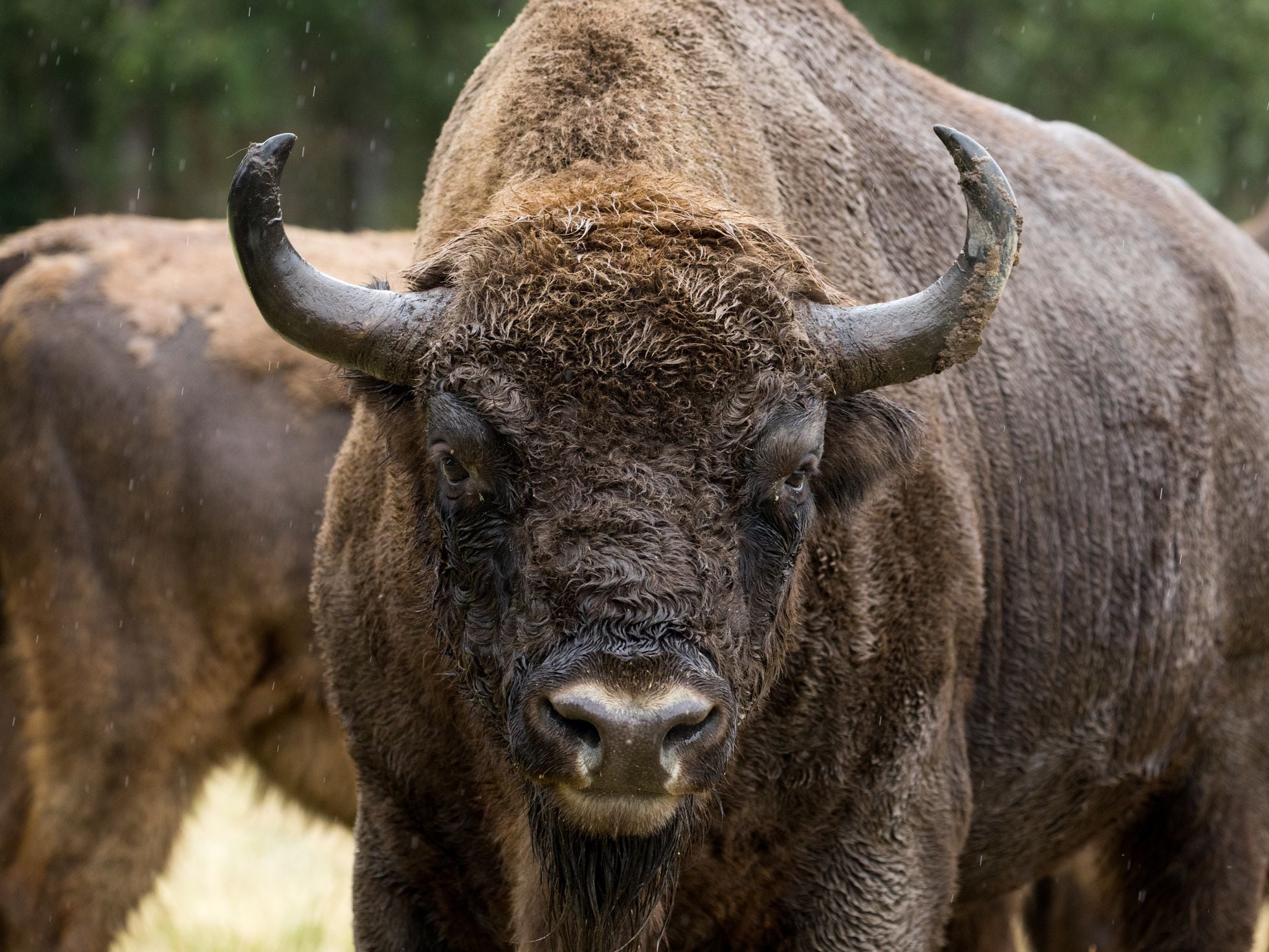 Bison in Spain: the risks of introducing an 'exotic' species | Science &  Tech | EL PAÍS English Edition