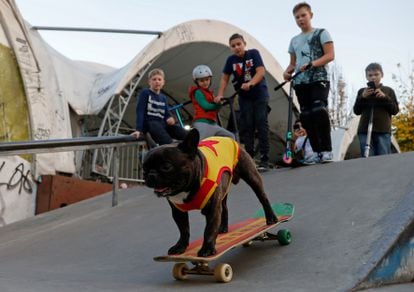 French bulldog Nord Boss, a social media star known for his skateboarding photos and videos, in Moscow's Sokolniki Park in 2020. 