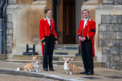 Muick and Sandy, Queen Elizabeth's last corgis, on the day of her funeral.
