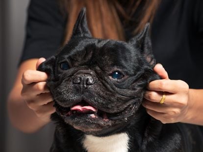 A French bulldog, forcibly smiling.