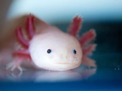An axolotl at the Center for Regenerative Therapies in Dresden, Germany.