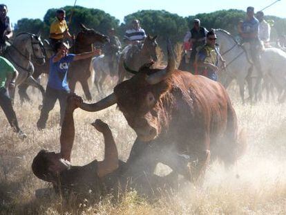 The photographer Pedro Armestre is knocked to the ground by the bull in Tordesillas.