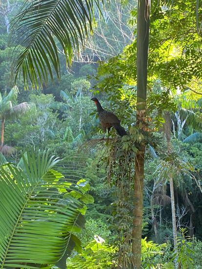 A jacuaçu in a tree on Henrique Sloper's land.