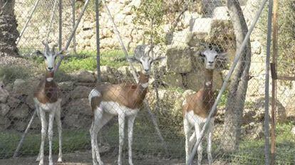 Endangered dama gazelles in Almería.