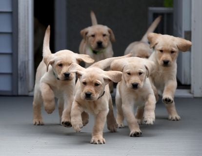 Two-month-old Golden Retriever puppies.
