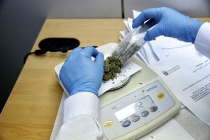 An employee weighs seized marijuana.