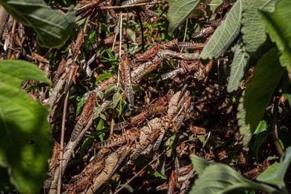 Locust plagues in Kenya