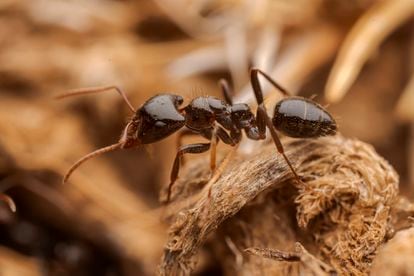 A slave-making ‘Rossomyrmex minuchaeant’ at the entrance to its nest in Spain’s Sierra Nevada mountains. This species is only found in southern Spain.