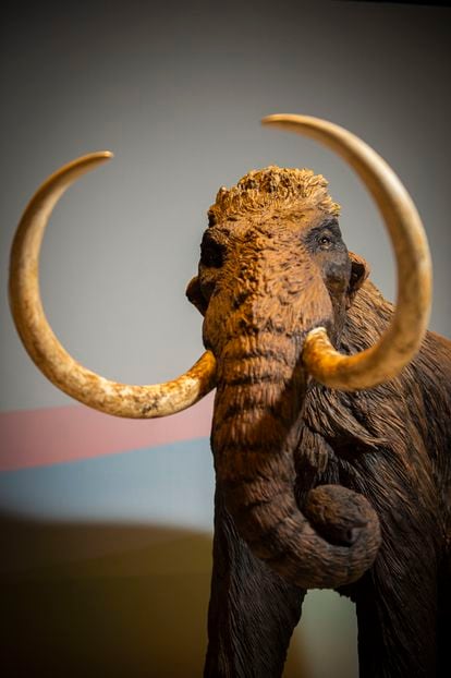 Model of a 'Mammuthus primigenius', in the 'Mammoth. The giant of the Ice Age' exhibition.
