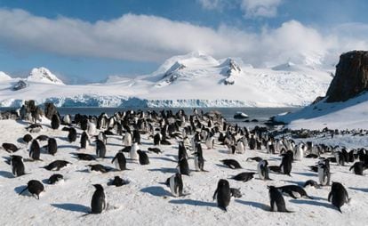 A colony of chinstrap penguins on Half Moon Island, Antarctica.