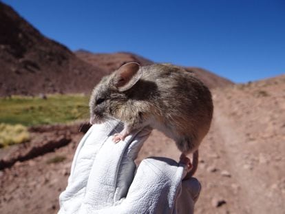 Ratones en Los Andes