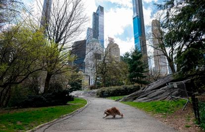 A racoon walks in almost deserted Central Park in Manhattan on April 16, 2020 in New York City