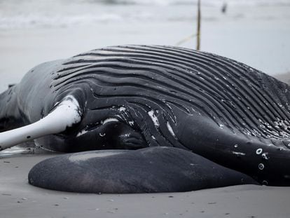 A dead humpback whale that washed up on the beach is seen in Brigantine, New Jersey on January 13, 2023.