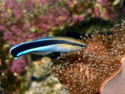 The cleaner fish (‘Labroides dimidiatus’).