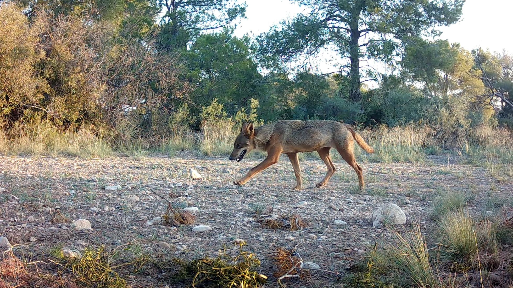 Wild population of wolves in Italy grows in size