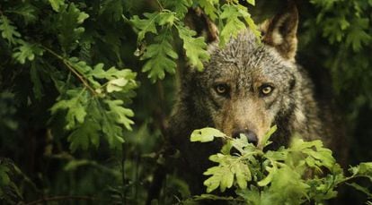 The Iberian wolf is a species that can be hunted north of the River Duero, but is completely protected to the south.