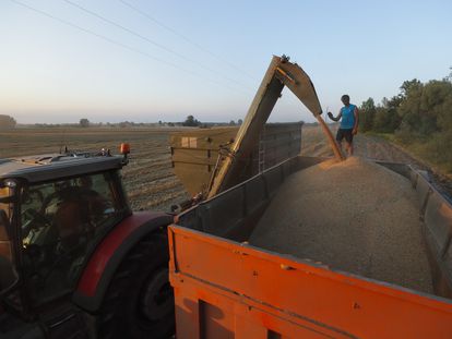 A farmer watches as a combine loads grain into a truck, on the outskirts of Kyiv.