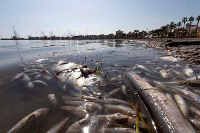 Dead fish floating near the beaches of Villananitos and La Puntica, on October 15, 2019.