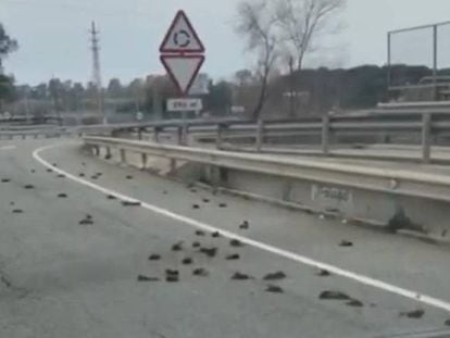 A motorist captured this image of dead starlings on a road in Catalonia.