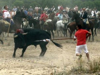 Castilla y León decides that controversial popular hunt with spears will go ahead, but that animals cannot be killed outside the bullring
