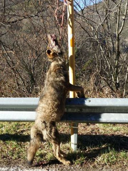 The wolf found in the Teverga municipality of Asturias.